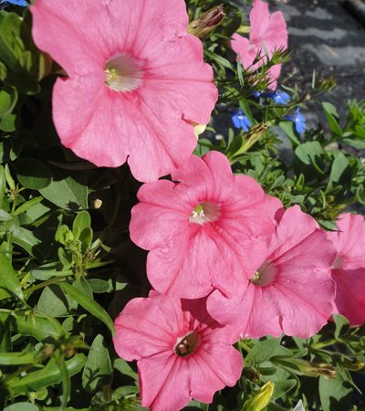 Petunia Supertunia® Bermuda Beach®